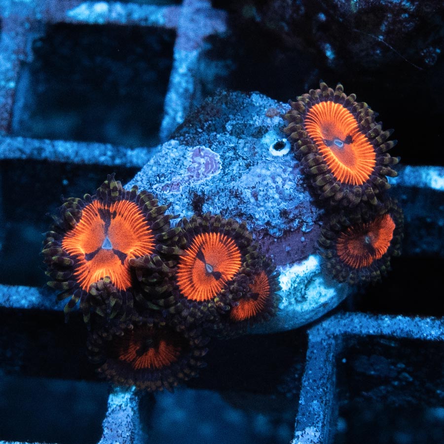 .SBM Zoanthus Blood Sucker 6 pol