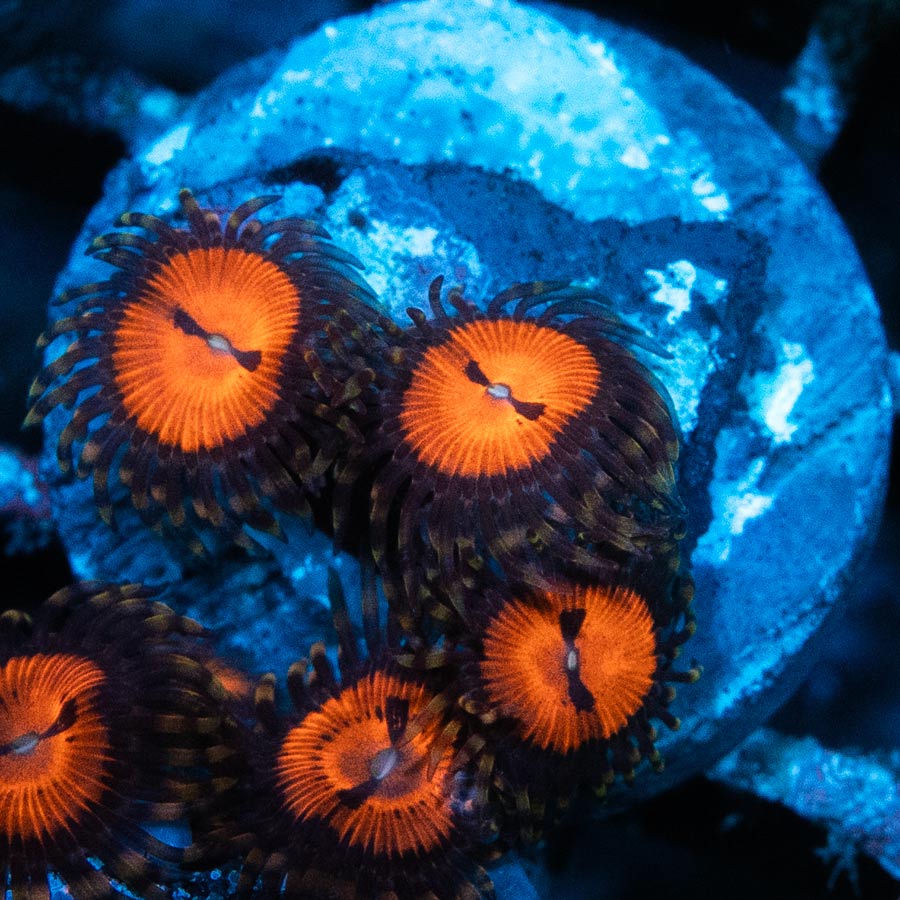 SBM Zoanthus Blood Sucker 3 pol