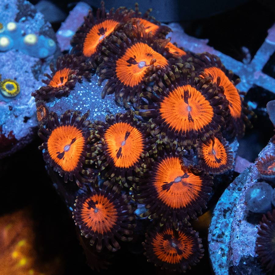 SBM Zoanthus Blood Sucker 15 pol