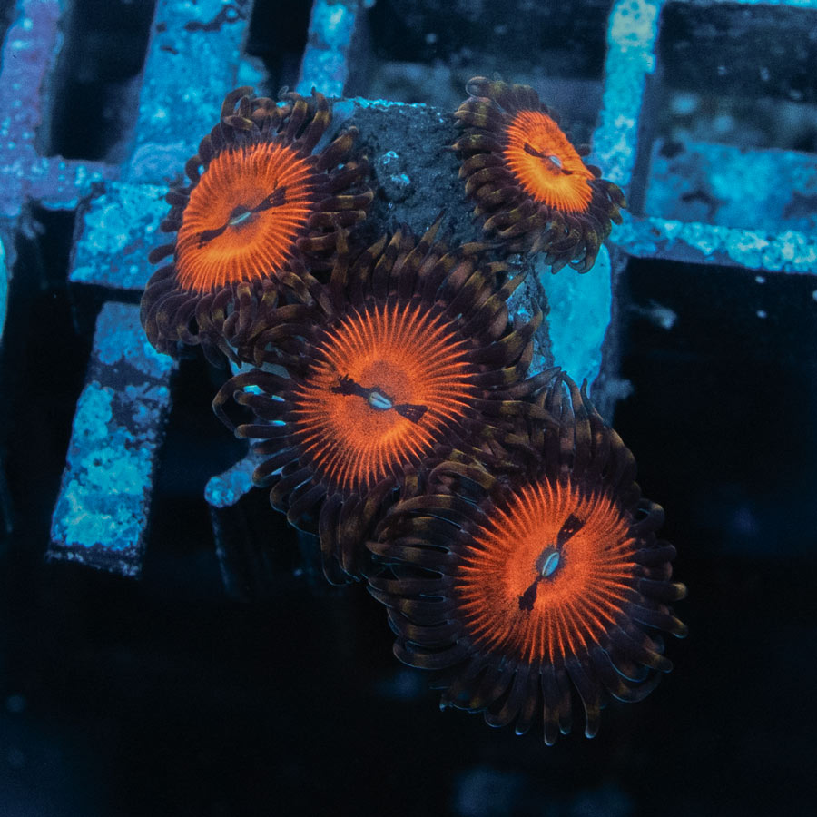 SBM Zoanthus Blood Sucker 20 pol