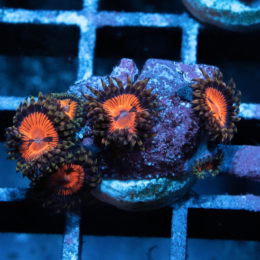 ,SBM Zoanthus Blood Sucker 6 pol