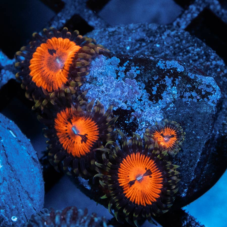 SBM Zoanthus Blood Sucker 6 pol