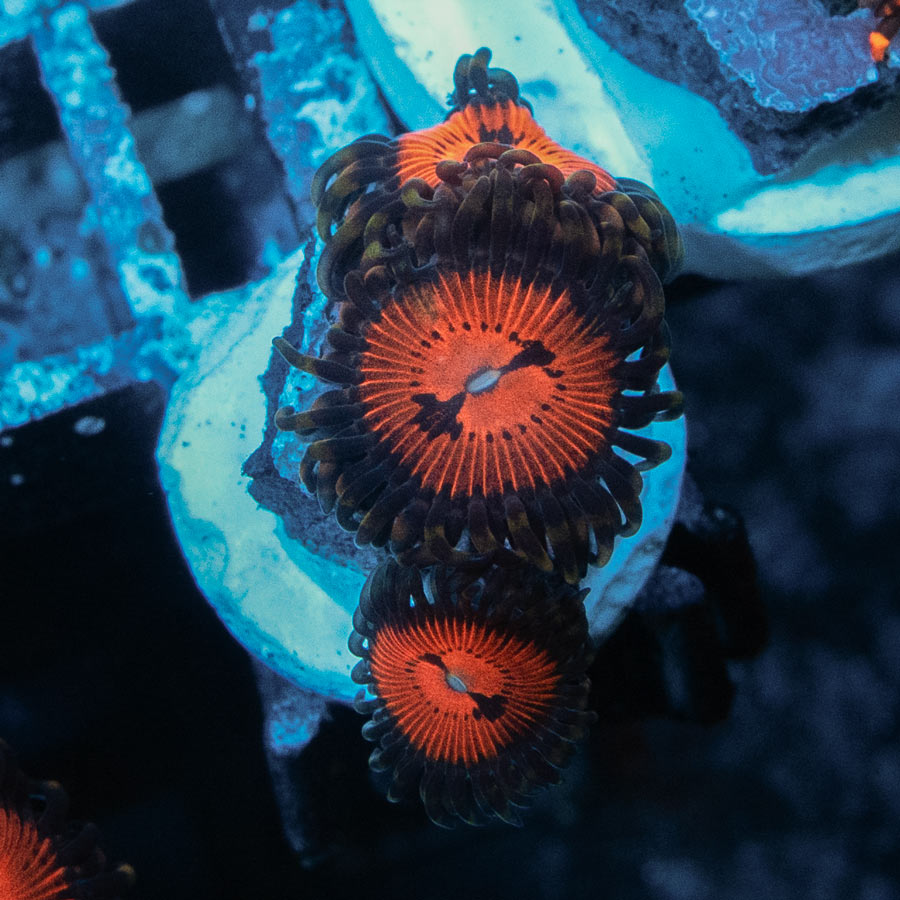 SBM Zoanthus Blood Sucker