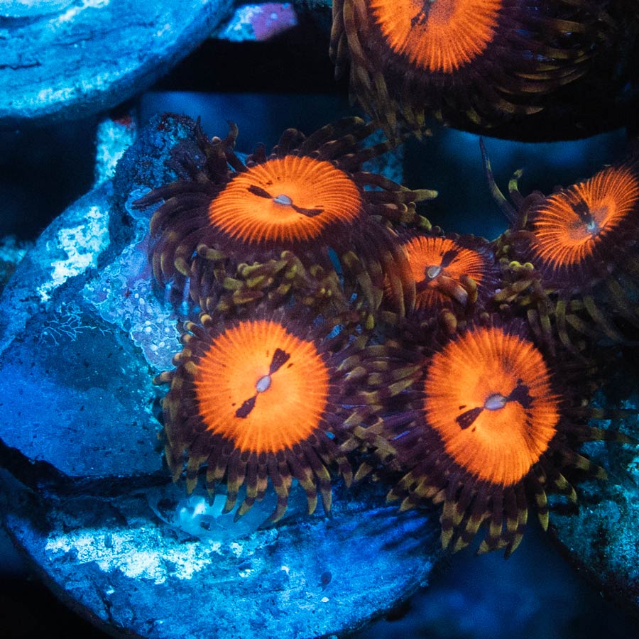 SBM Zoanthus Blood Sucker 4 pol