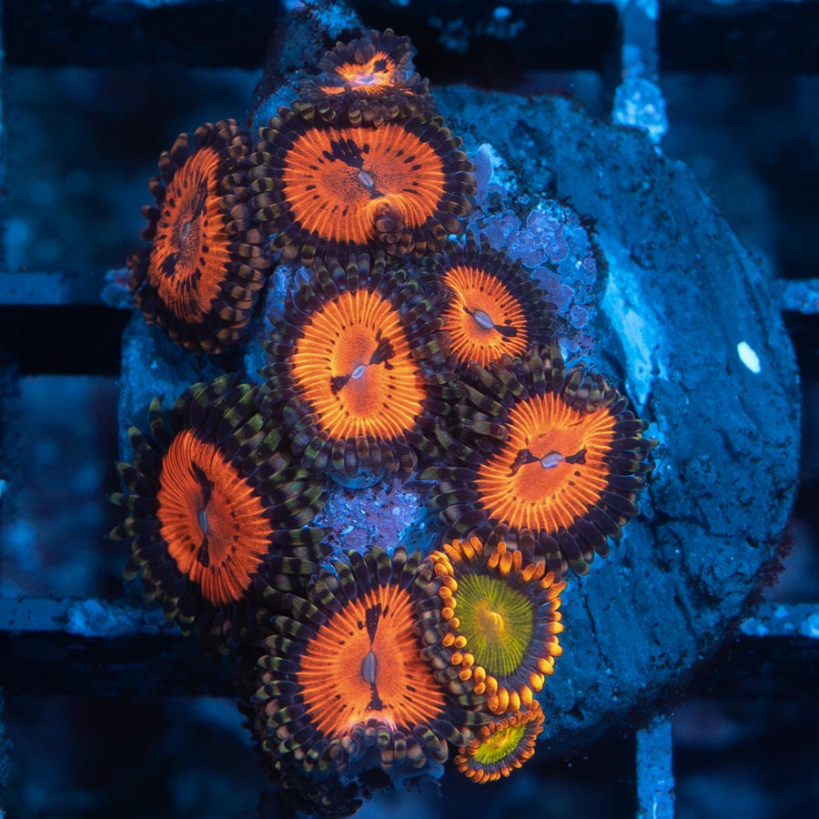 SBM Zoanthus Blood Sucker + Zoanthus Orange Mandarin