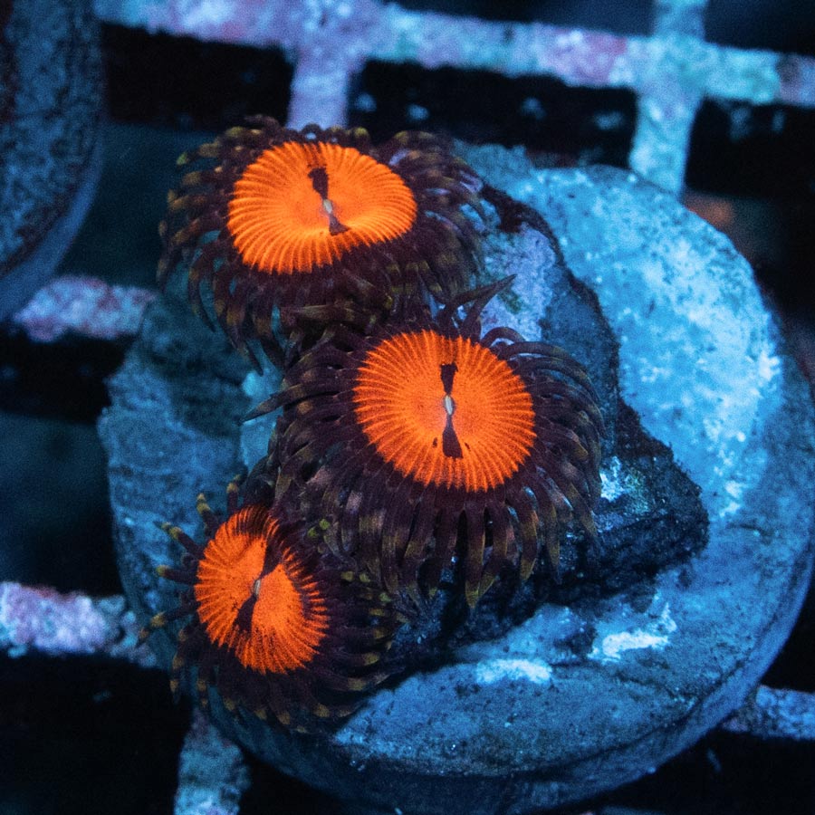 SBM Zoanthus Blood Sucker 3 pol