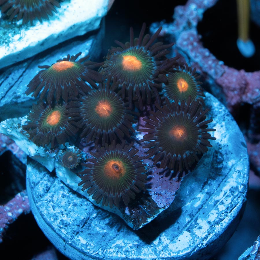 SBM Zoanthus Blow Pop 7 pol