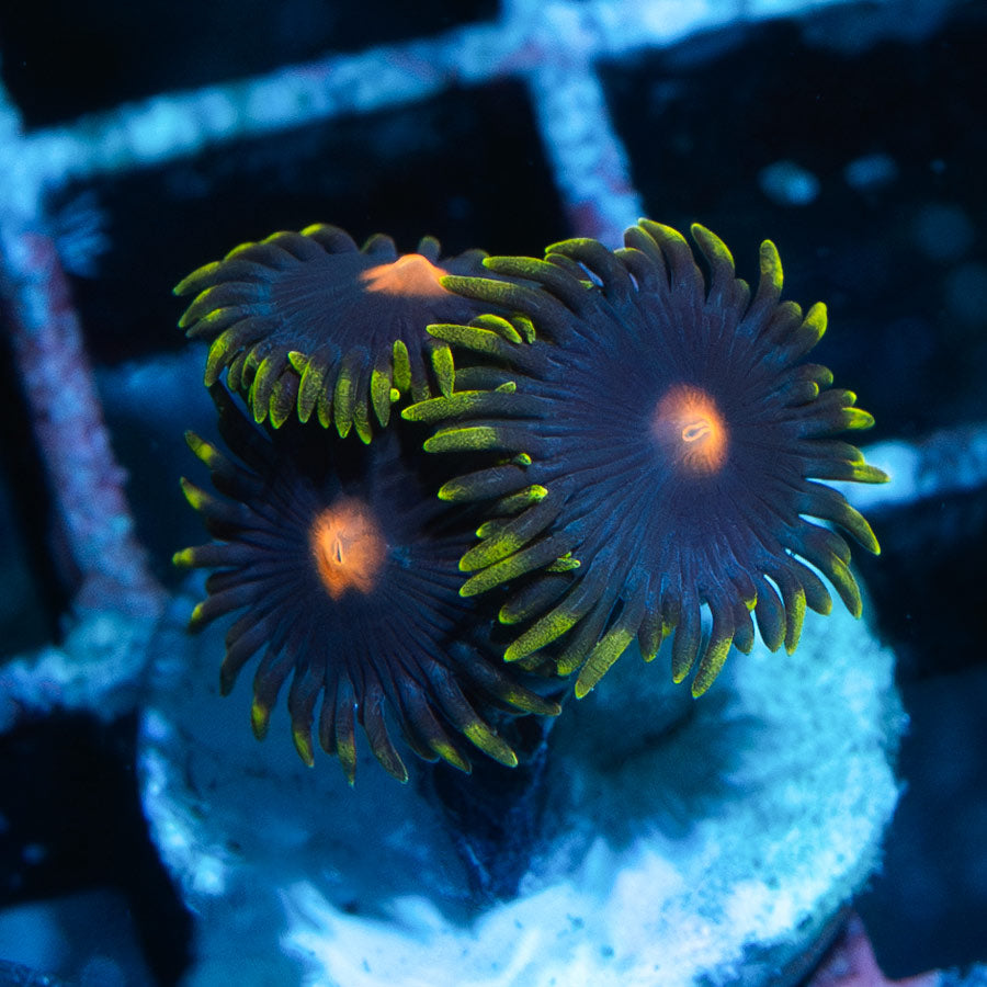 SBM Zoanthus Blow Pop 3 pol