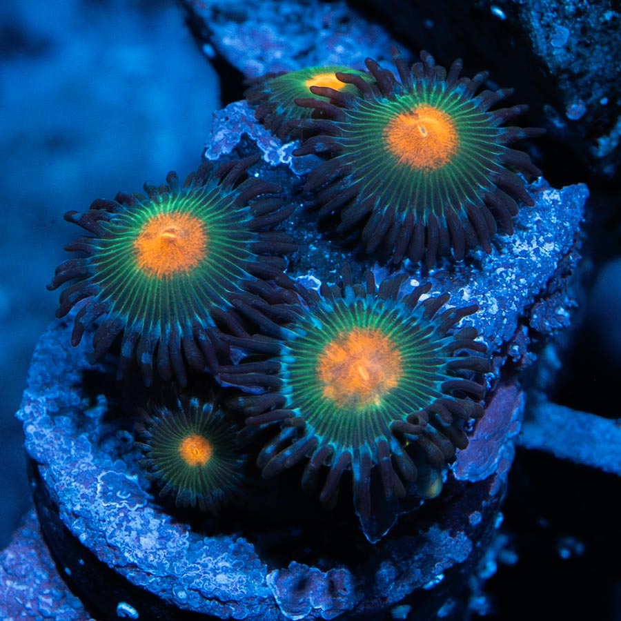 SBM Zoanthus Gorilla Nipples