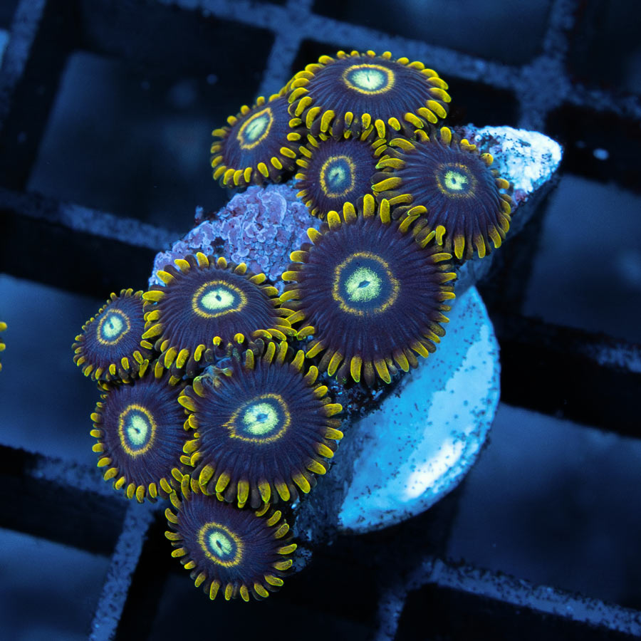 SBM Zoanthus Blue Hornet