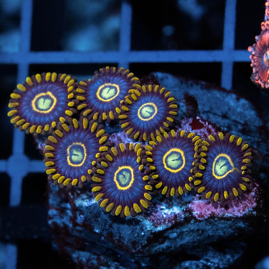 SBM Zoanthus Blue Hornet 7 pol (mucha luz, par 150/200)