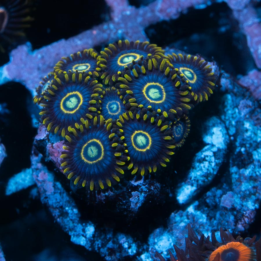 SBM Zoanthus Blue Hornet 10 pol