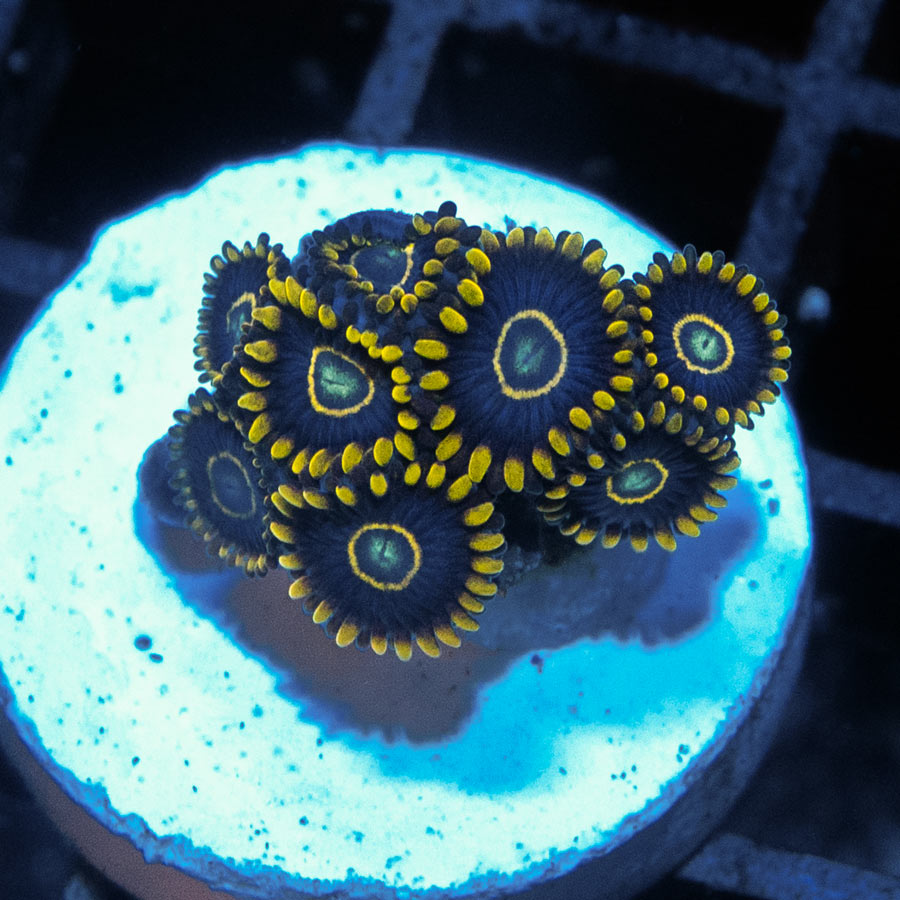 SBM Zoanthus Blue Hornet 10 pol