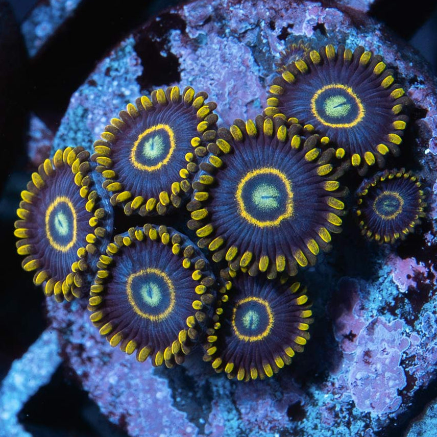 SBM Zoanthus Blue Hornet 7 pol (mucha luz, par 150/200)