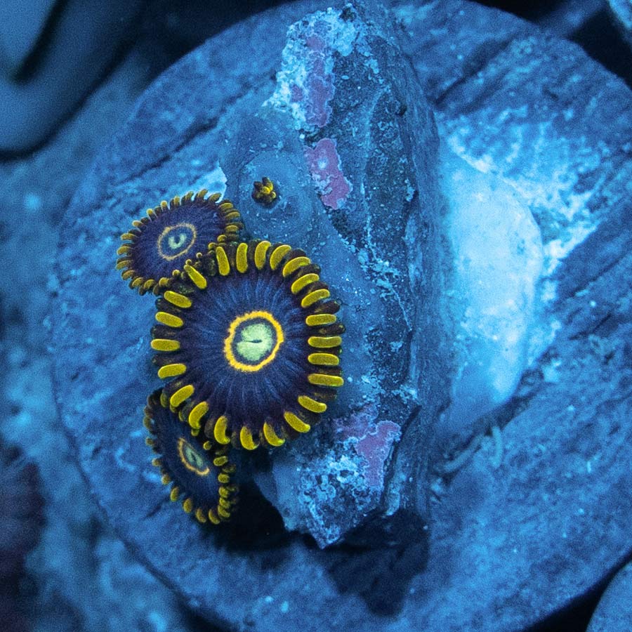 SBM Zoanthus Blue Hornet 3 pol