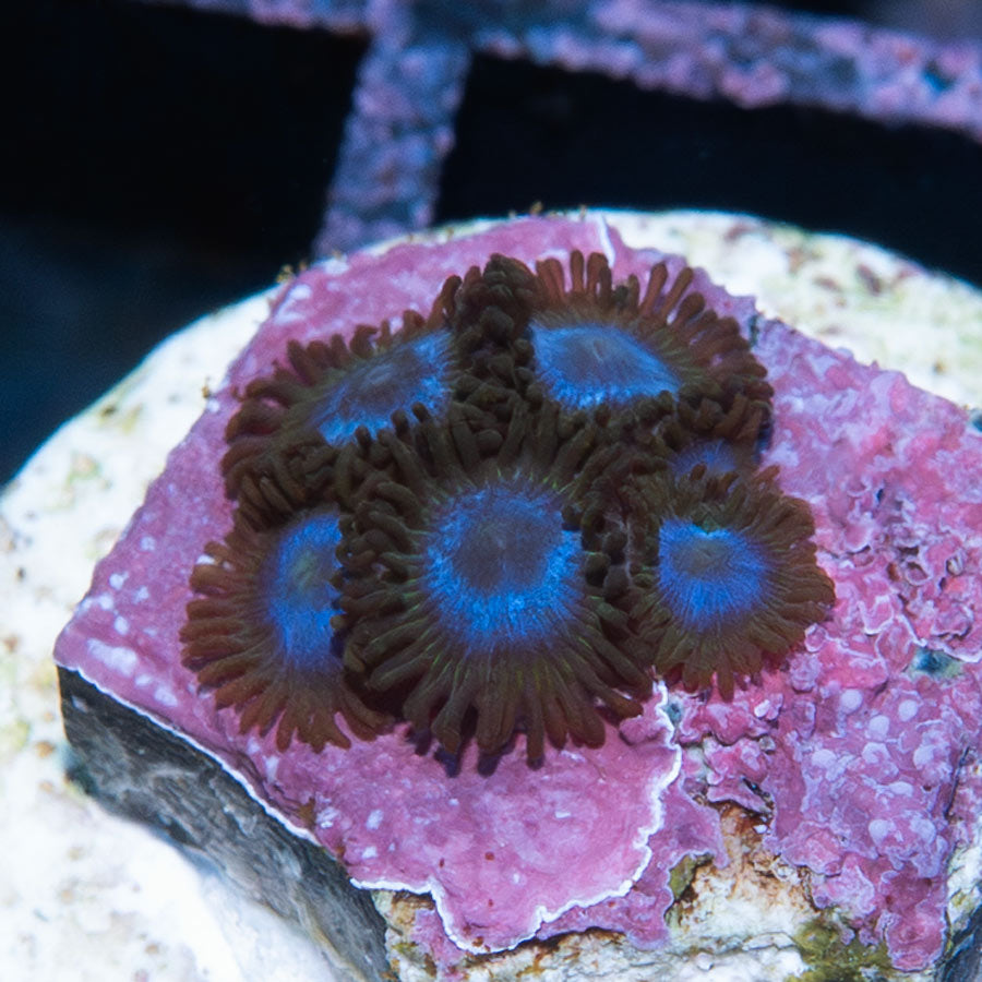 SBM Zoanthus Blue Tubs