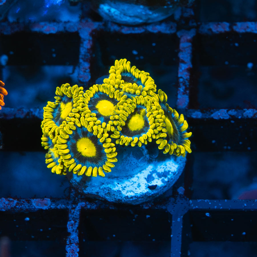 SBM Zoanthus Blueberry Pie