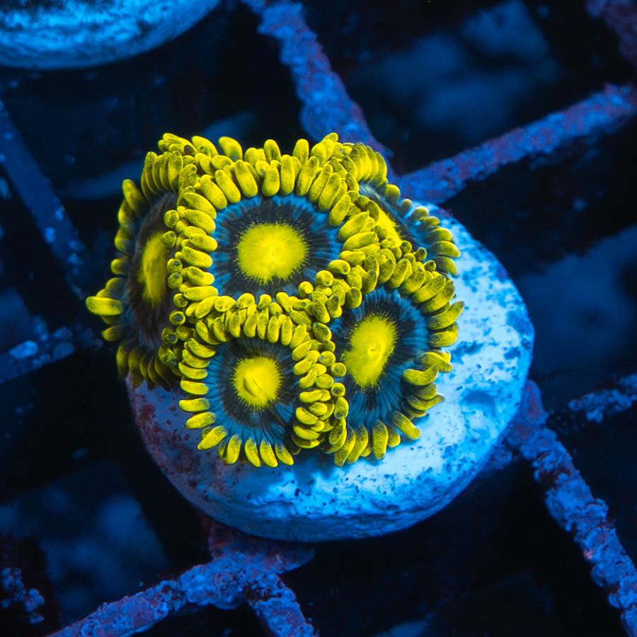 SBM Zoanthus Blueberry Pie