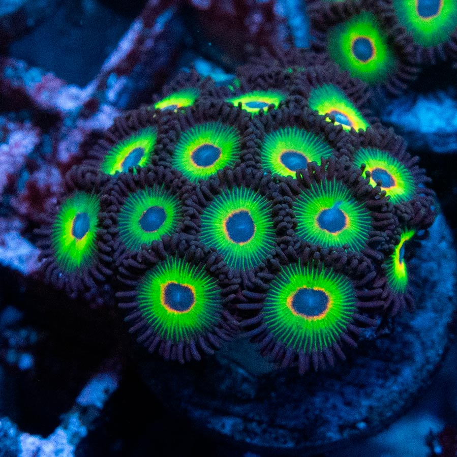 SBM Zoanthus Bob Marley 15 pol