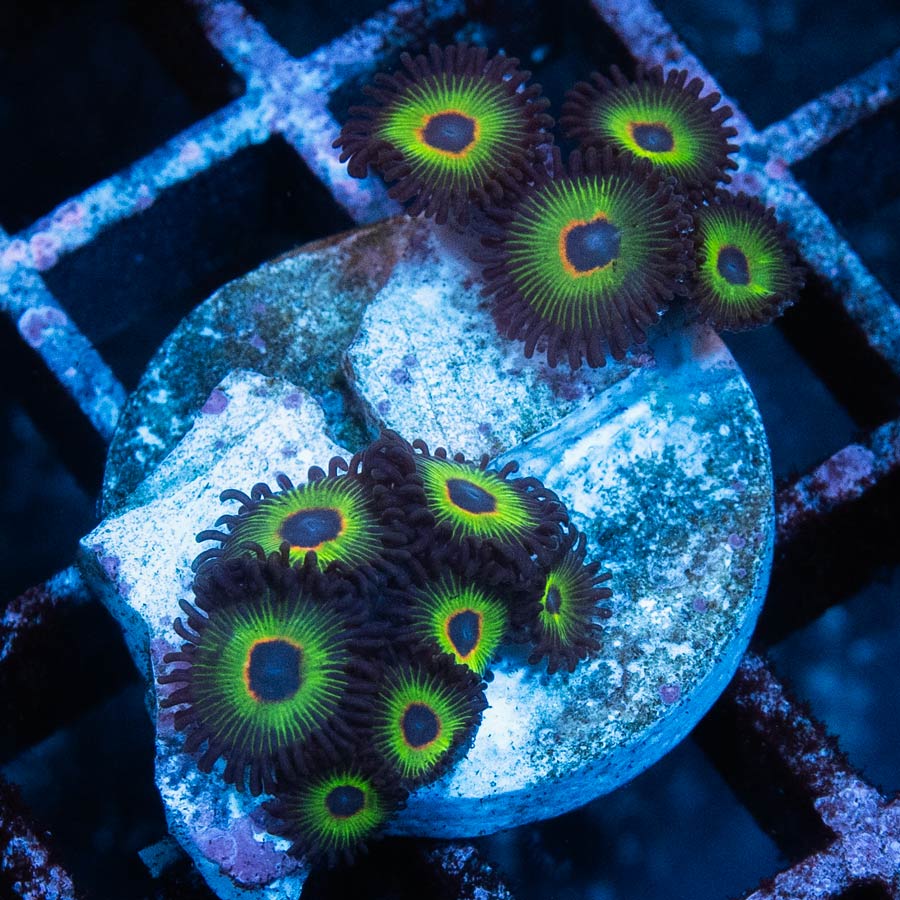 SBM Zoanthus Bob Marley 10 pol