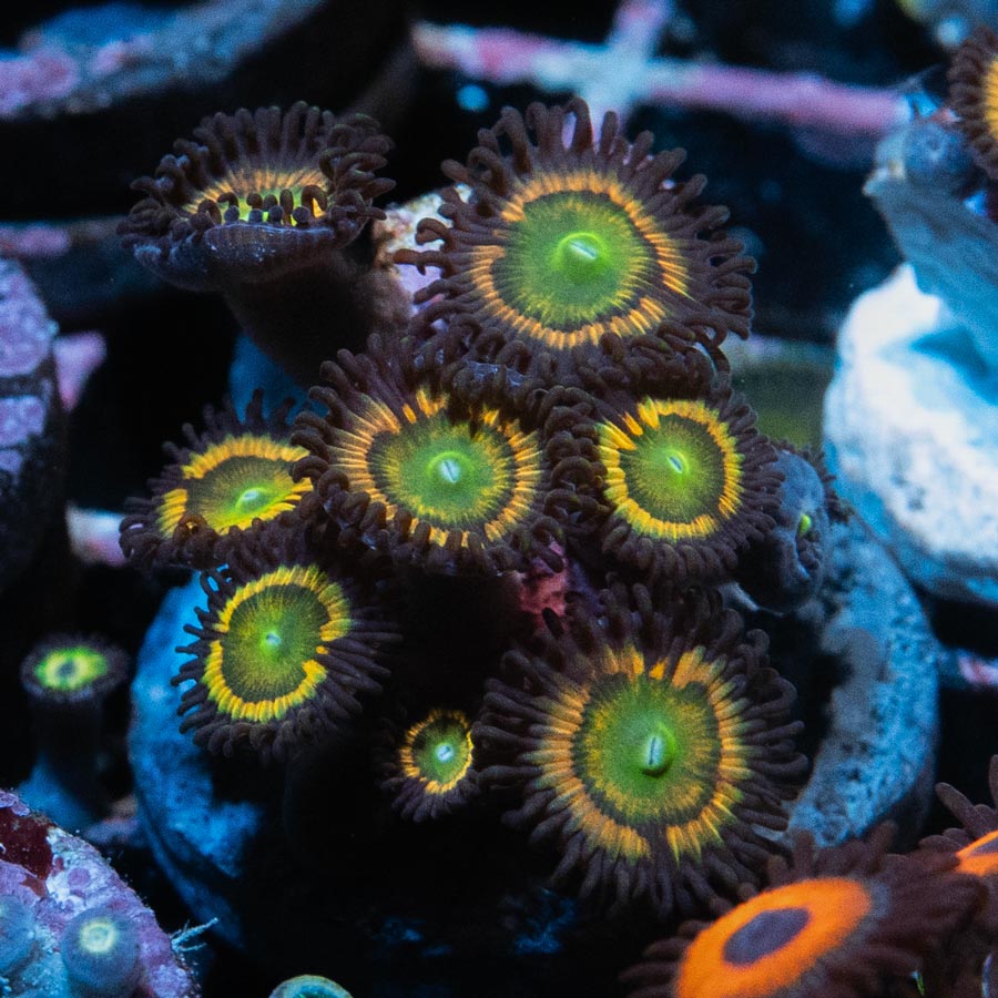 SBM Zoanthus Citrus Cooler 10 pol