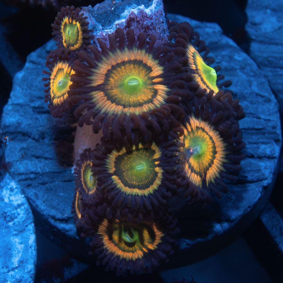 SBM Zoanthus Citrus Coolers