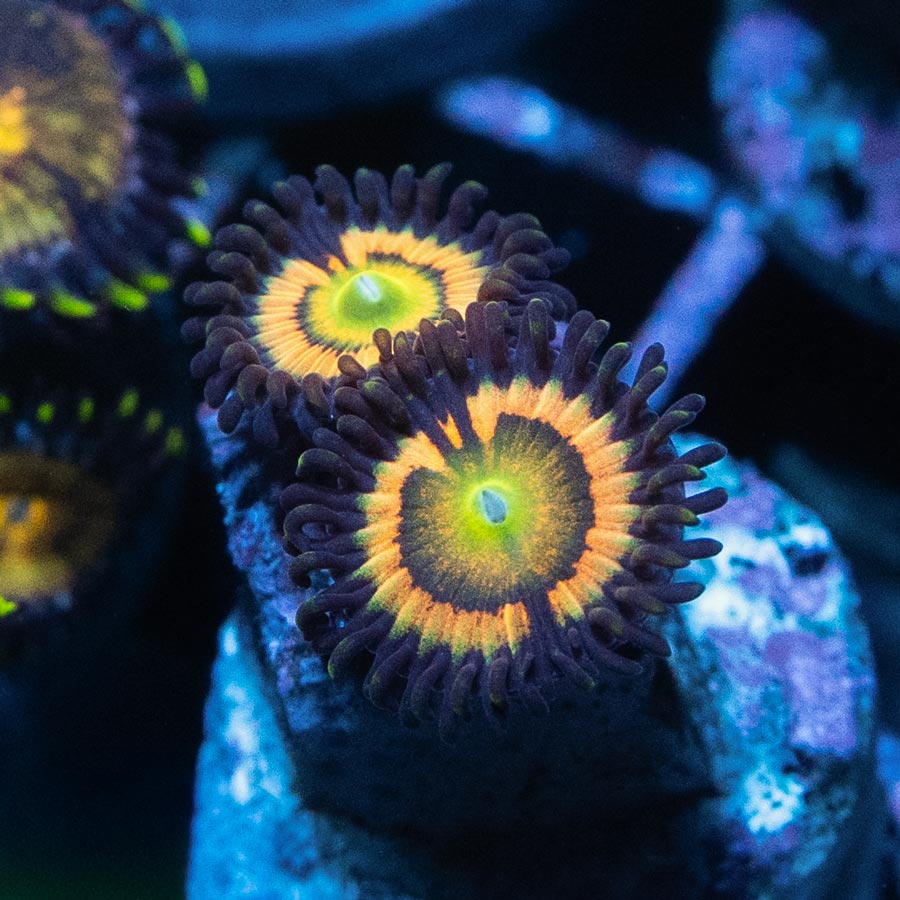 SBM Zoanthus Citrus Coolers 2 pol