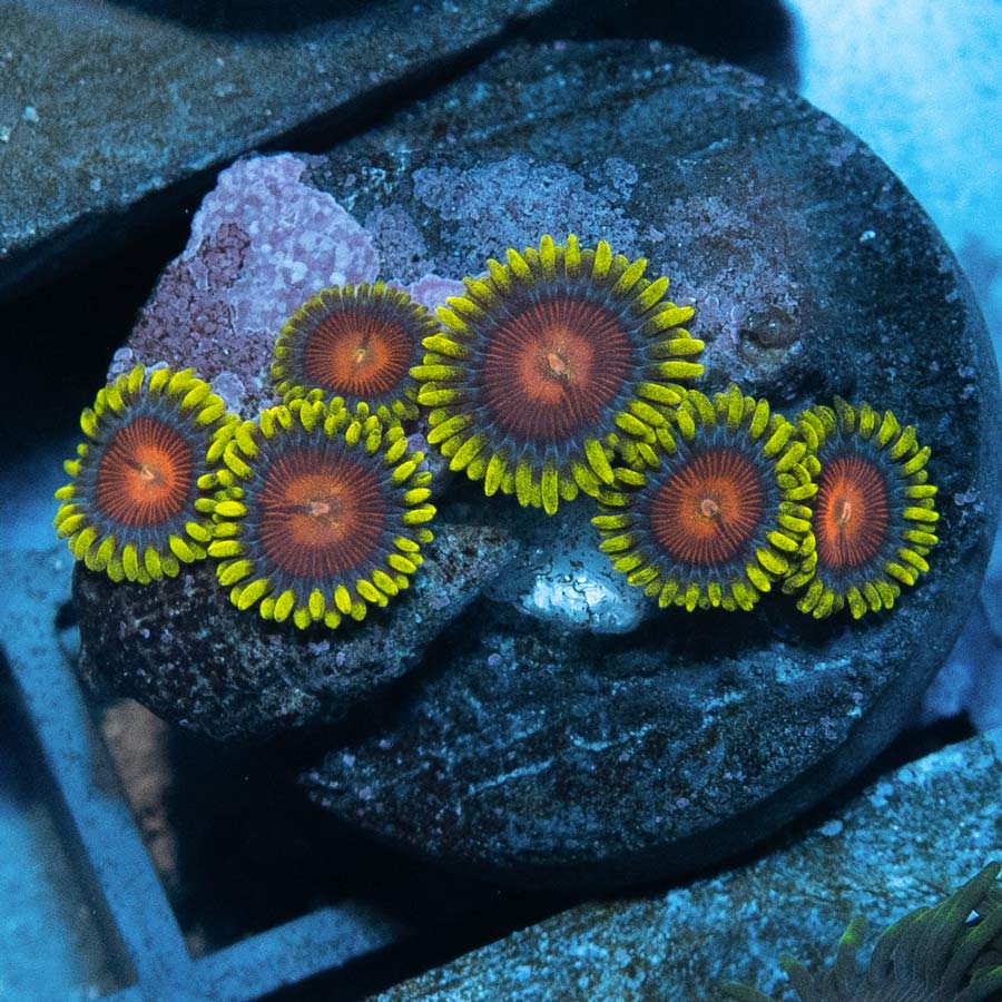 SBM Zoanthus Dragon Eyes 6 pol