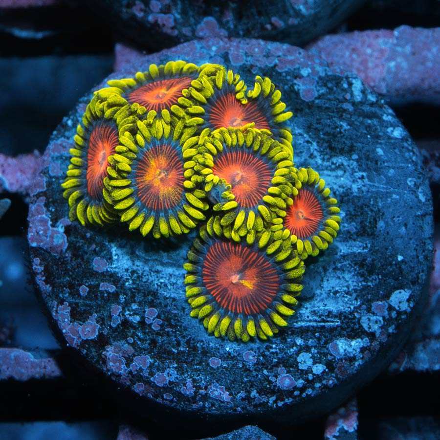 SBM Zoanthus Dragon Eyes 7 pol