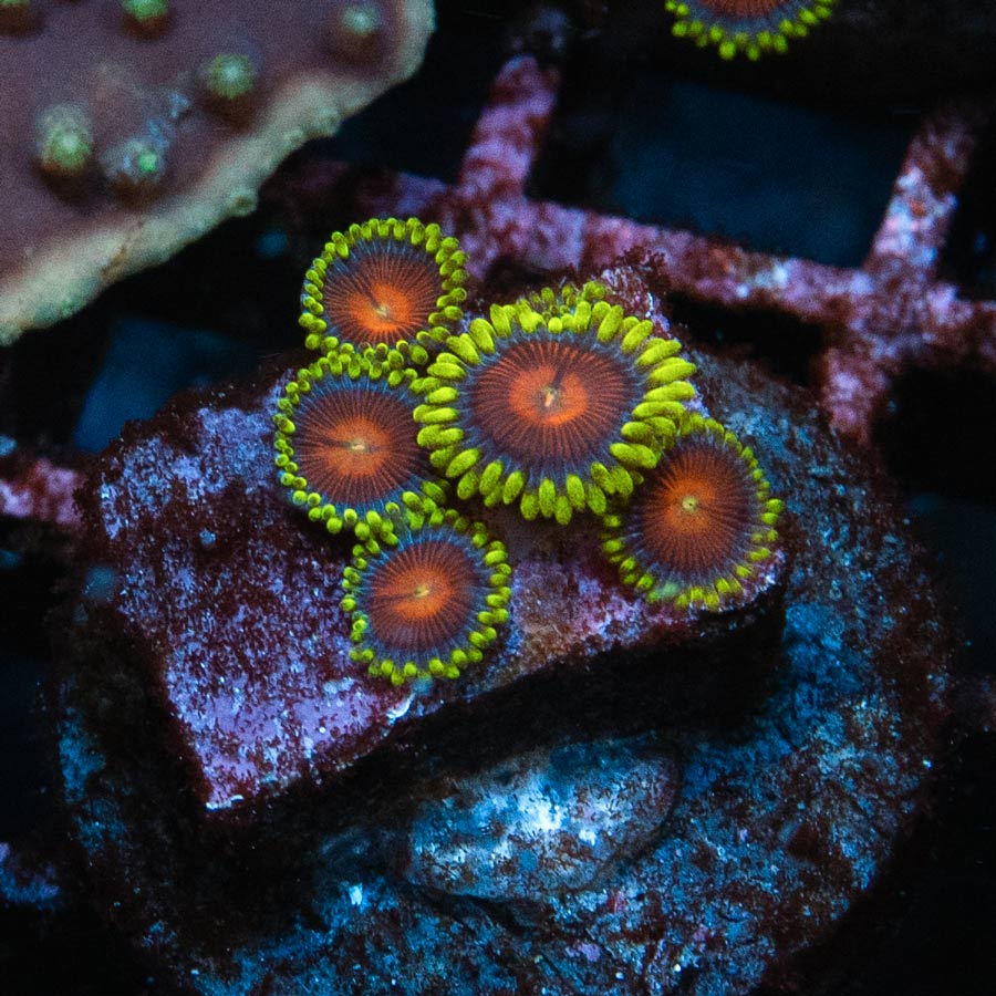 SBM Zoanthus Dragon Eyes 6 pol
