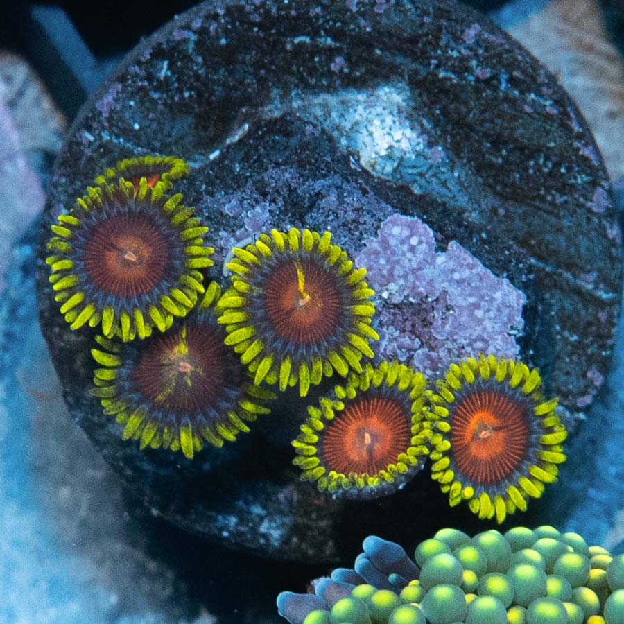 SBM Zoanthus Dragon Eyes 6 pol
