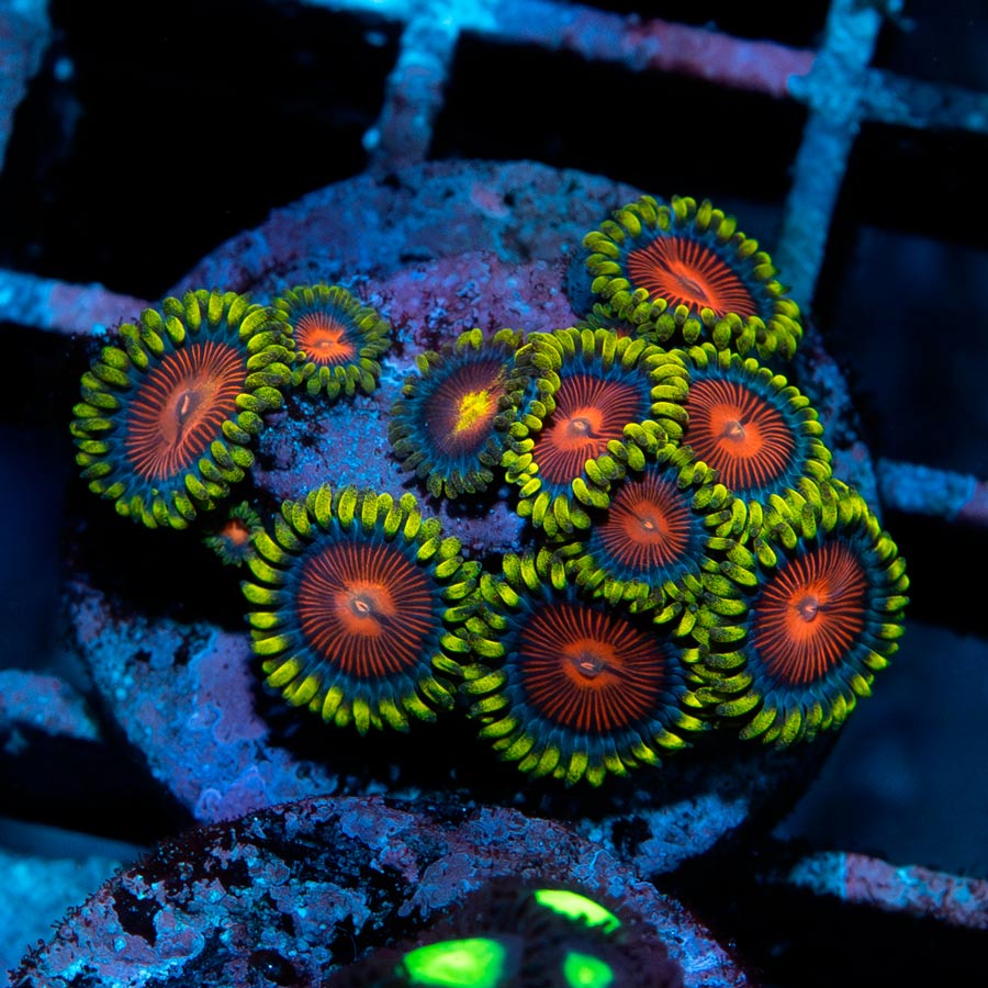 SBM Zoanthus Dragon Eyes 10 pol