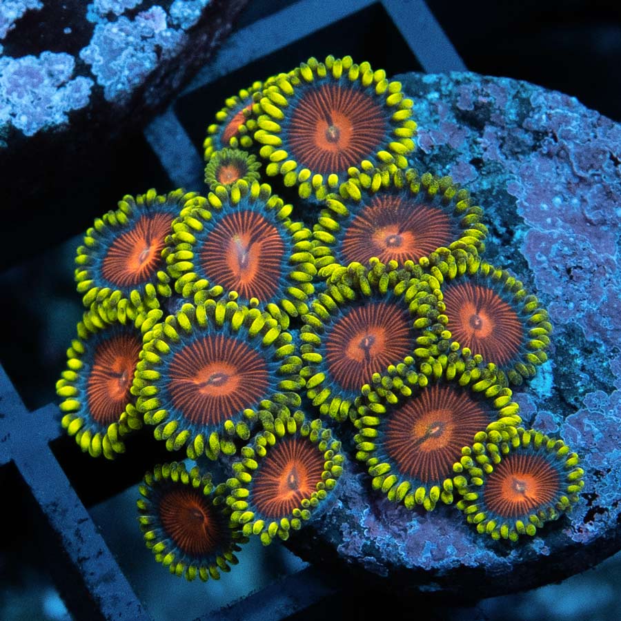 SBM Zoanthus Dragon Eyes 15 pol