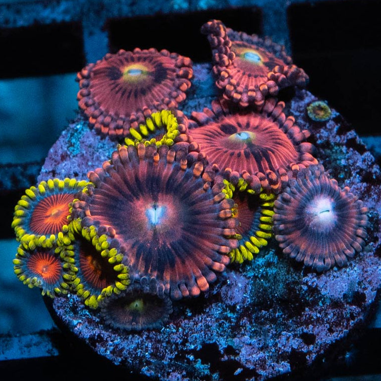 SBM Zoanthus PlayBoy + Dragon Eyes 10 pol