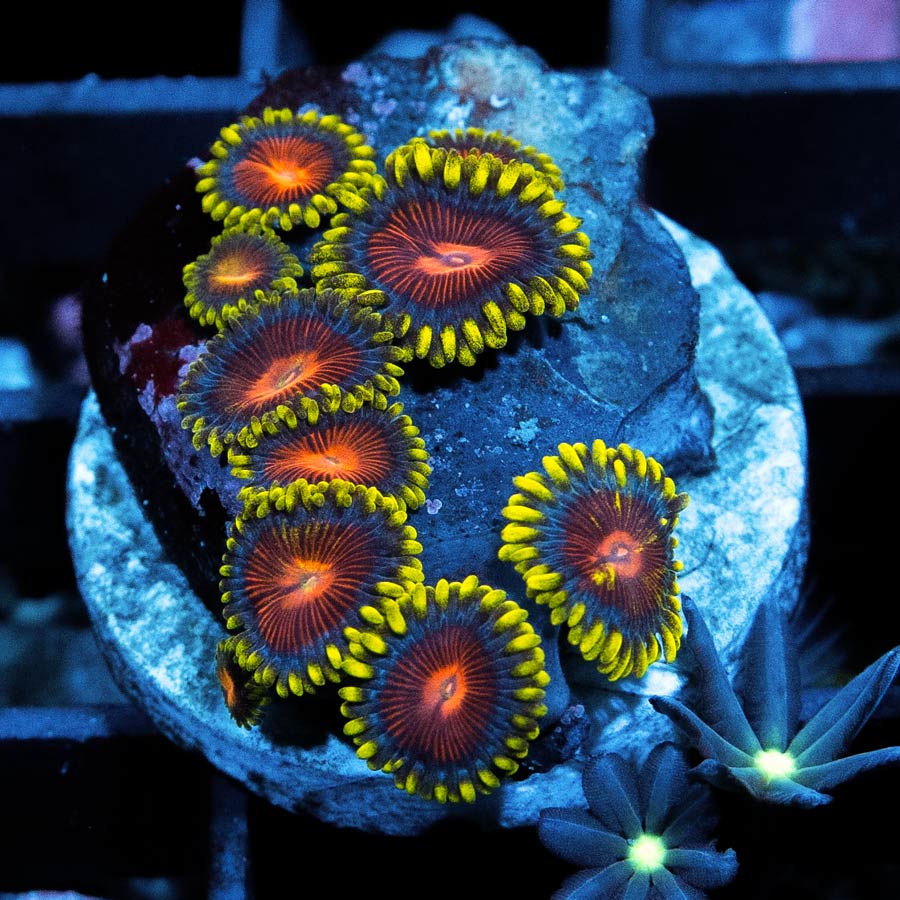 SBM Zoanthus Dragon Eyes 10 pol