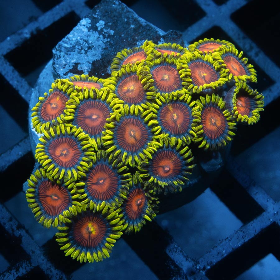 SBM Zoanthus Dragon Eyes 20 pol