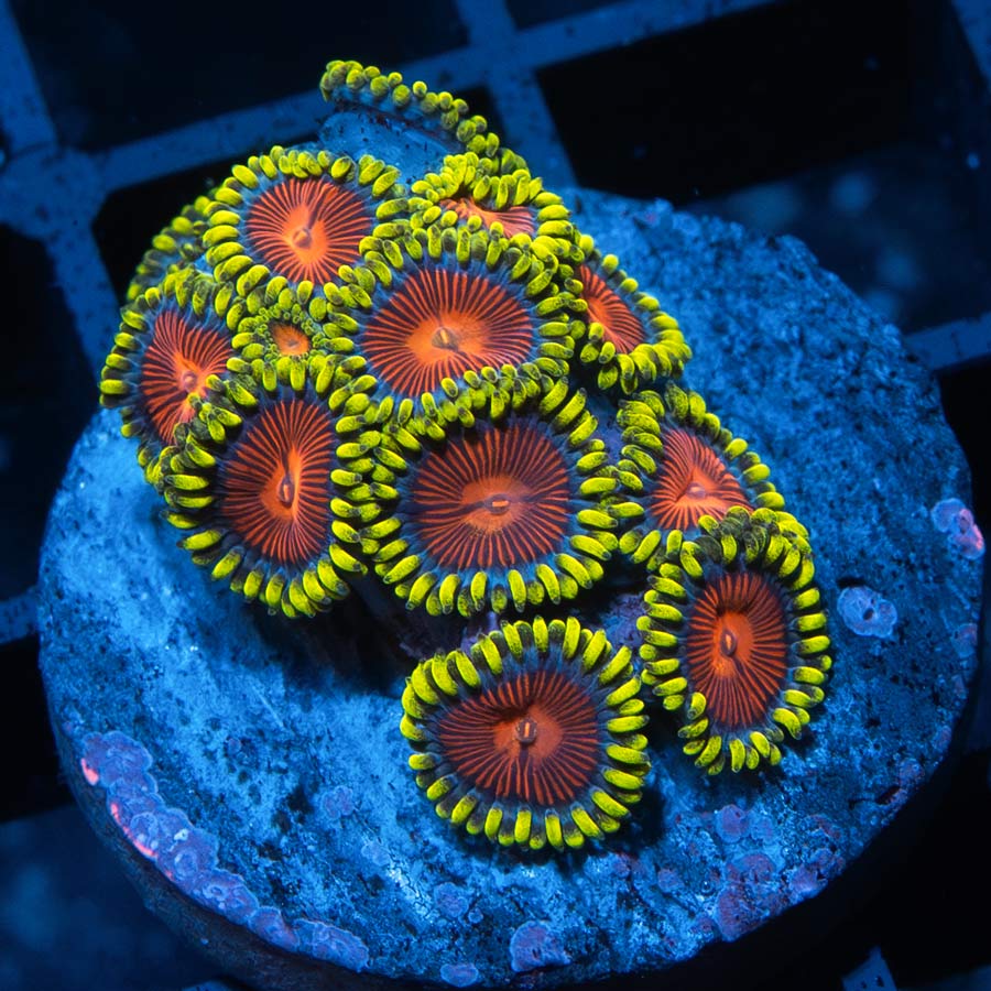 SBM Zoanthus Dragon Eyes