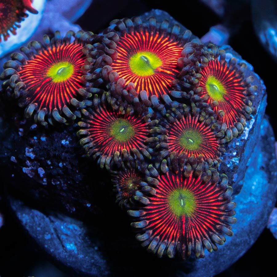 SBM Zoanthus Everlasting Gobstopper