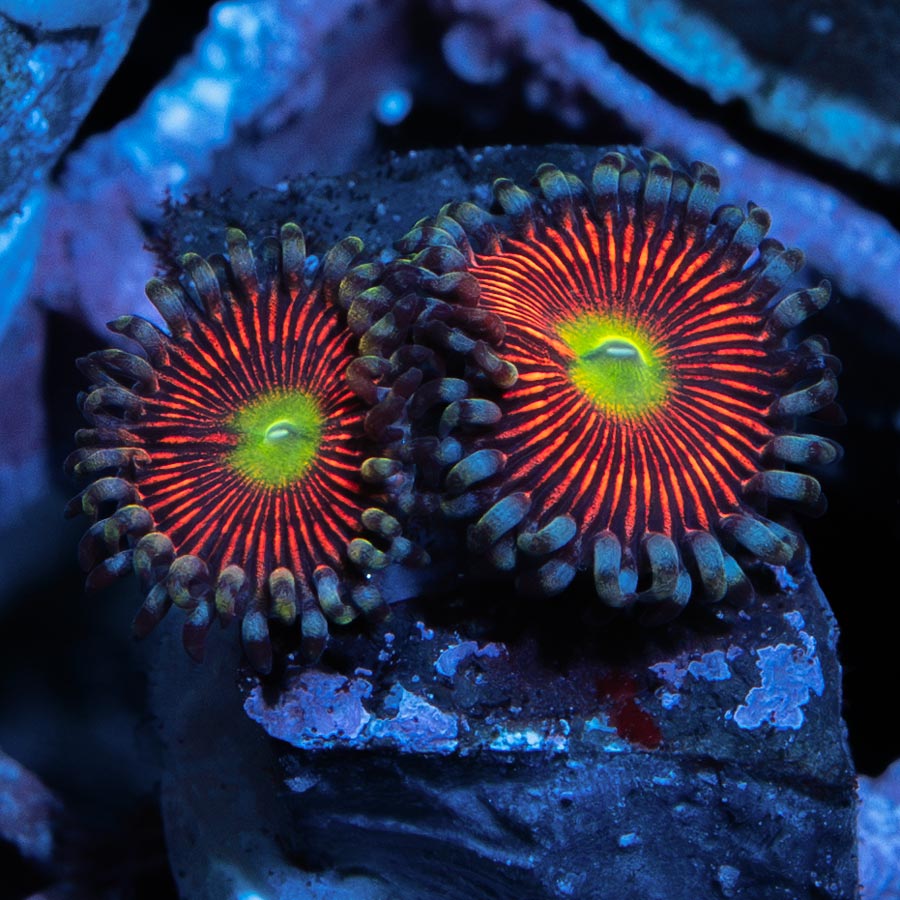SBM Zoanthus Everlasting Gobstopper 2 pol