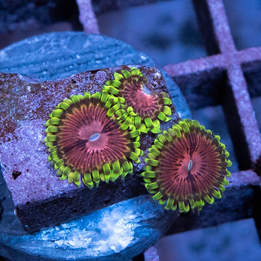 SBM Zoanthus Fake Chilli 3 pol