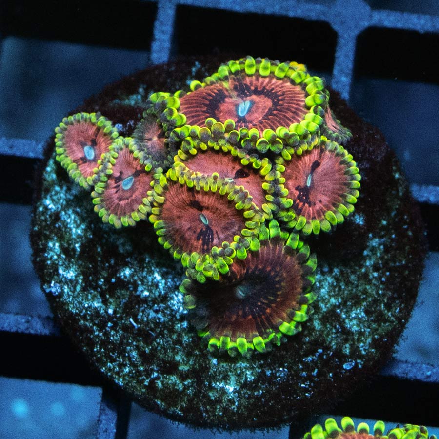 SBM Zoanthus Fake Chilli 10 pol