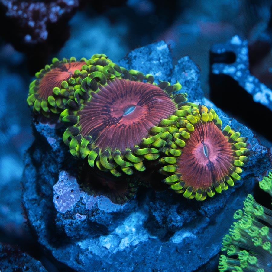 SBM Zoanthus Fake Chilli 4 pol