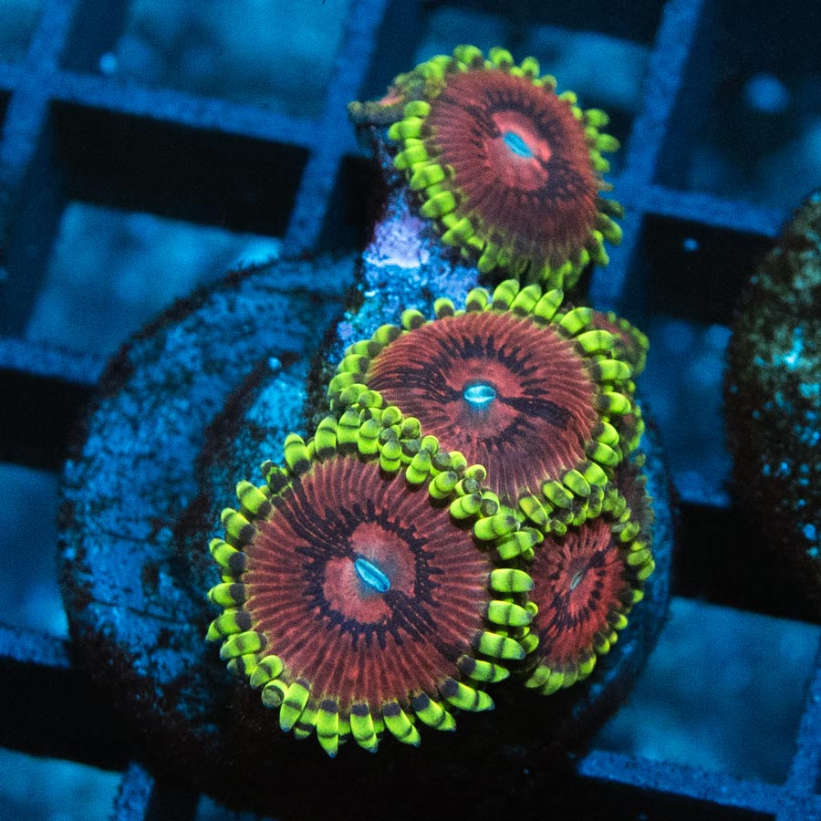 SBM Zoanthus Fake Chilli 5 pol