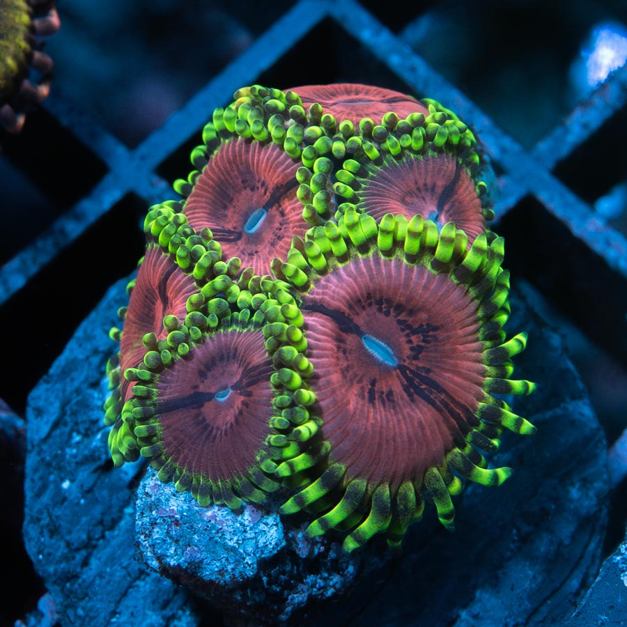 SBM Zoanthus Fake Chilli 6 pol