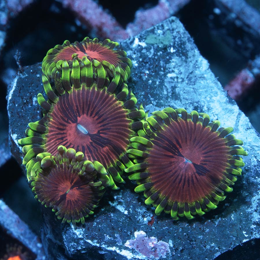 SBM Zoanthus Fake Chilli 4 pol