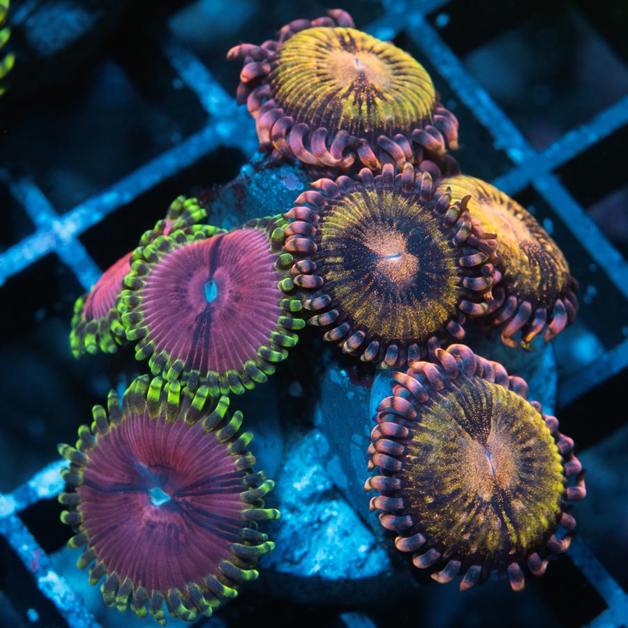 SBM Zoanthus Fake Chilli + Zoanthus Golden Galaxy 7 pol
