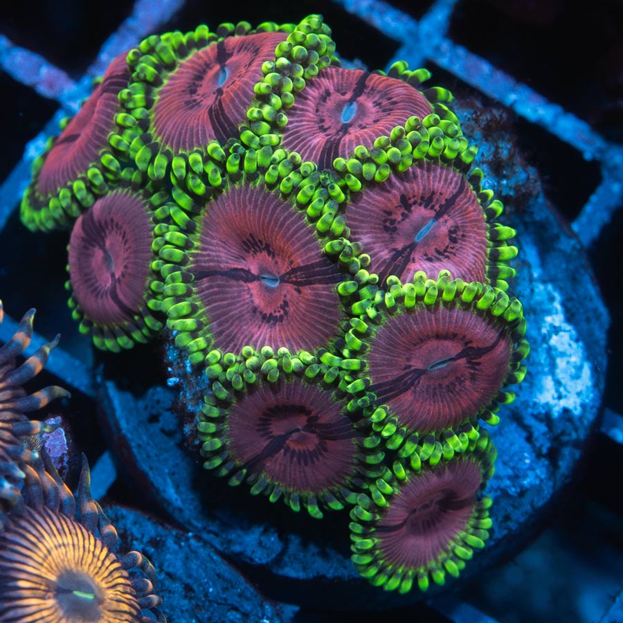 SBM Zoanthus Fake Chilli 10 pol