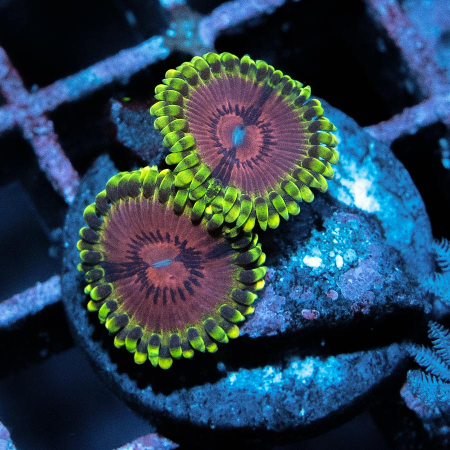 SBM Zoanthus Fake Chilli 2 pol