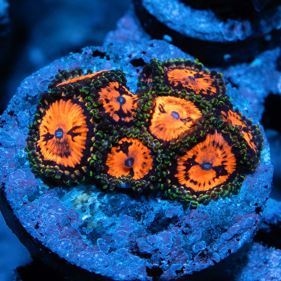 SBM Zoanthus Flaming Brohican (Poca Luz)