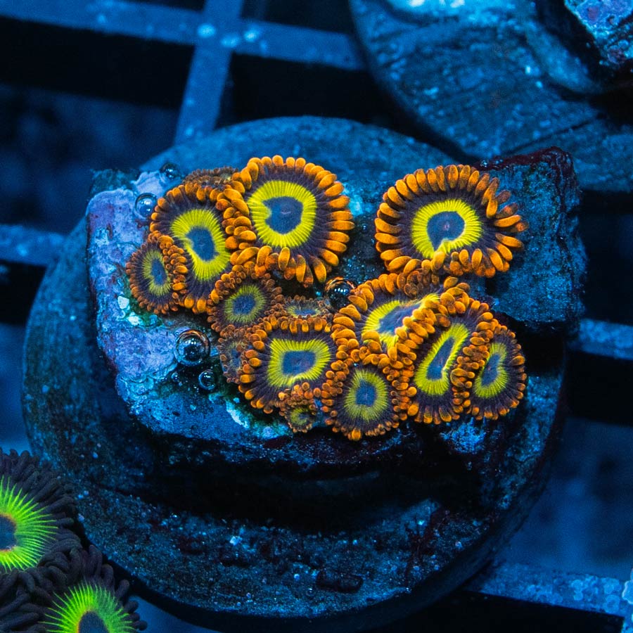 SBM Zoanthus Fruit Loops 15 pol